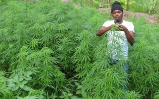 Pemerintah Uruguay Siap Budi Dayakan Ganja Pemerintah Uruguay Siap Budi Dayakan Ganja
