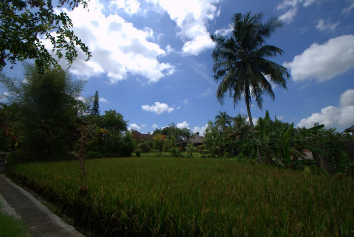 Penestanan rice fields, Ubud