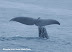 Fluke up in the air