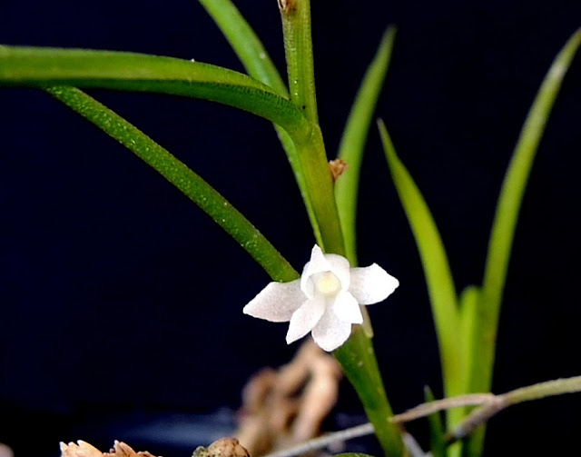 angraecum subulatum DSCN0908