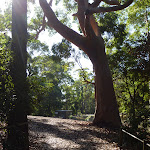 A clearing under a large tree near Lookout Rd in the Blackbutt Reserve (399868)