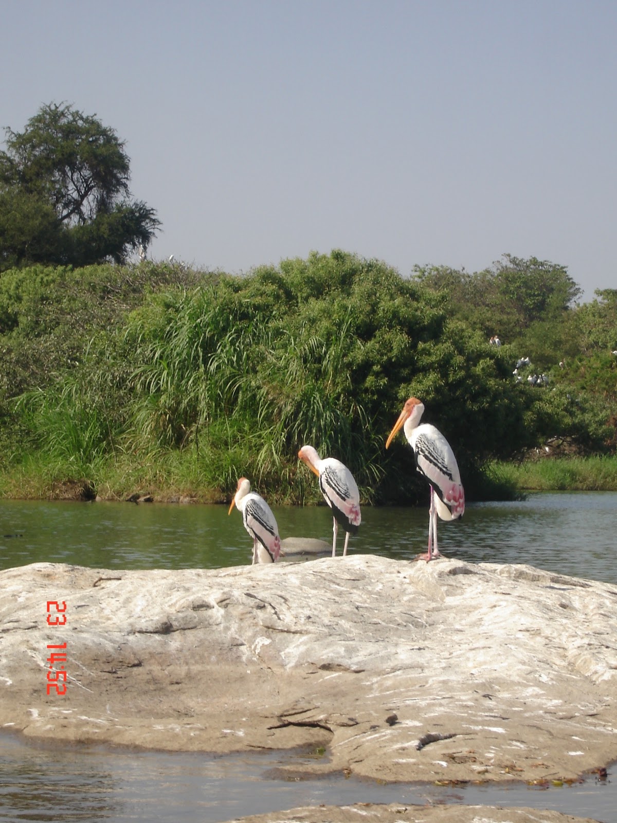 Travel Living: Ranganathittu Birds Sanctuary Near Mysore