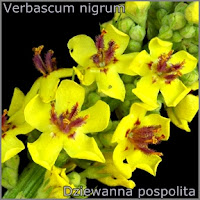 Verbascum nigrum - Dziewanna pospolita