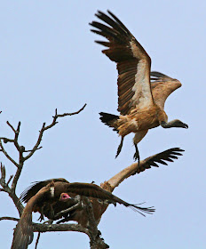 Wildlife Photos of African Eagle (Mala Mala, South Africa)