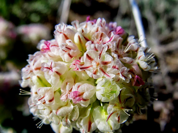 Eriogonum ovalifolium