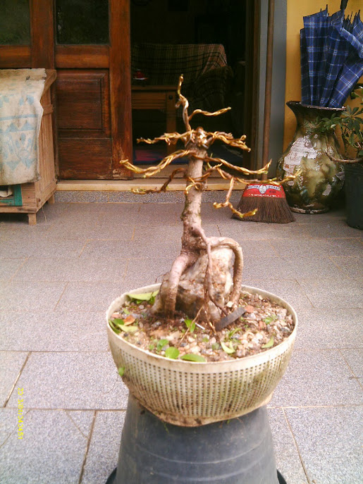 Ficus Microcarpa , Raiz sobre pedra... IMAG0106