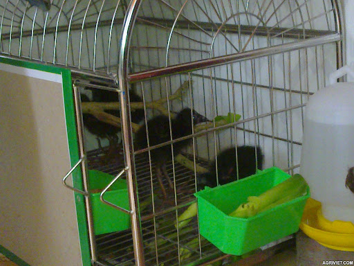 Agriviet.Com-30092011195.jpg