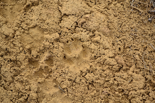 coyote track showing distinct claw marks