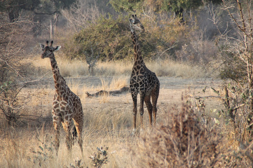 South Luangwa National Park