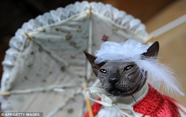 Kucing Paling Menakutkan Di Dunia Kucing Paling Menakutkan Di Dunia