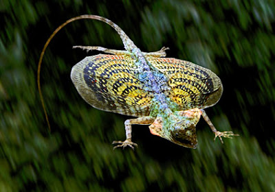 leaping lizards lisa