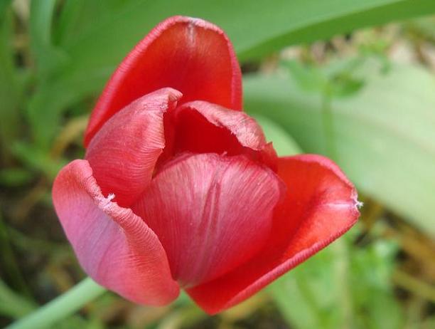 красный тюльпан