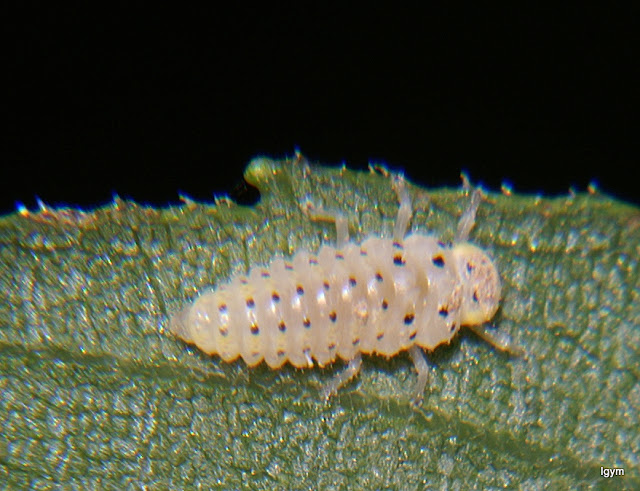 vibidia larva