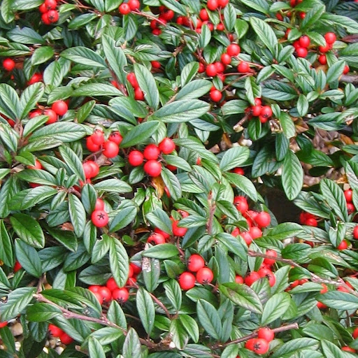 Piante Ricadenti Da Esterno Perenni Sempreverdi Per Fioriera Sospesa Un Quadrato Di Giardino