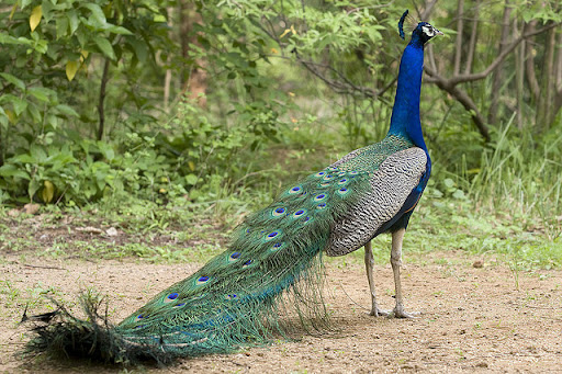 Peacock06