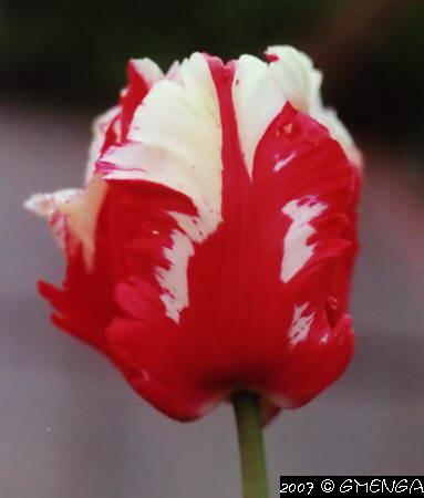 Tulipa (Tulipes)