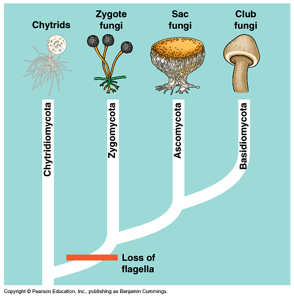Chytridiomycota+Characteristics ... five phyla with their diagnostic characteristic are illustrated above
