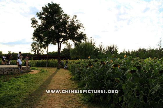 Beijing Olympic Forest Park Photo 5
