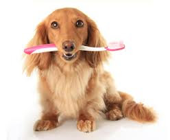 Чистка зубов собаки - Зубная паста для собак, зубная щетка