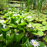 Lush leaves and flowers of the Nymphaea Lily at Lily Pond Picnic Area in Blackbutt Reserve (401149)