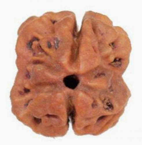 Power Benefits Of Dwi Mukhi Two Faced Rudraksha 2 Do Dau Mukhi Rudrakshas Effects