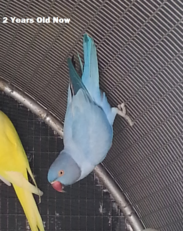 Violet Indian Ring Neck - GAC Parrots