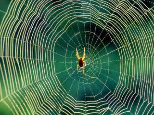 The Spider And The Atheist