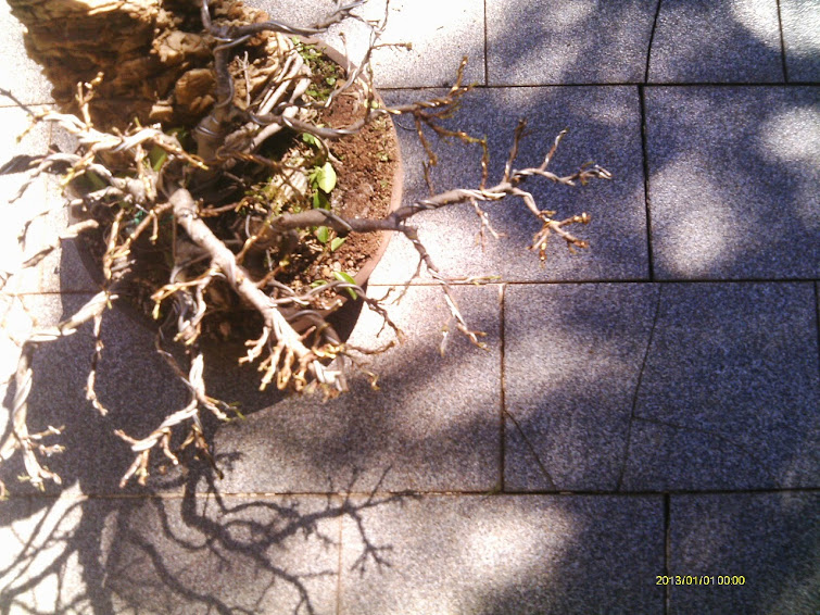 Ficus Microcarpa Começando... IMAG0147