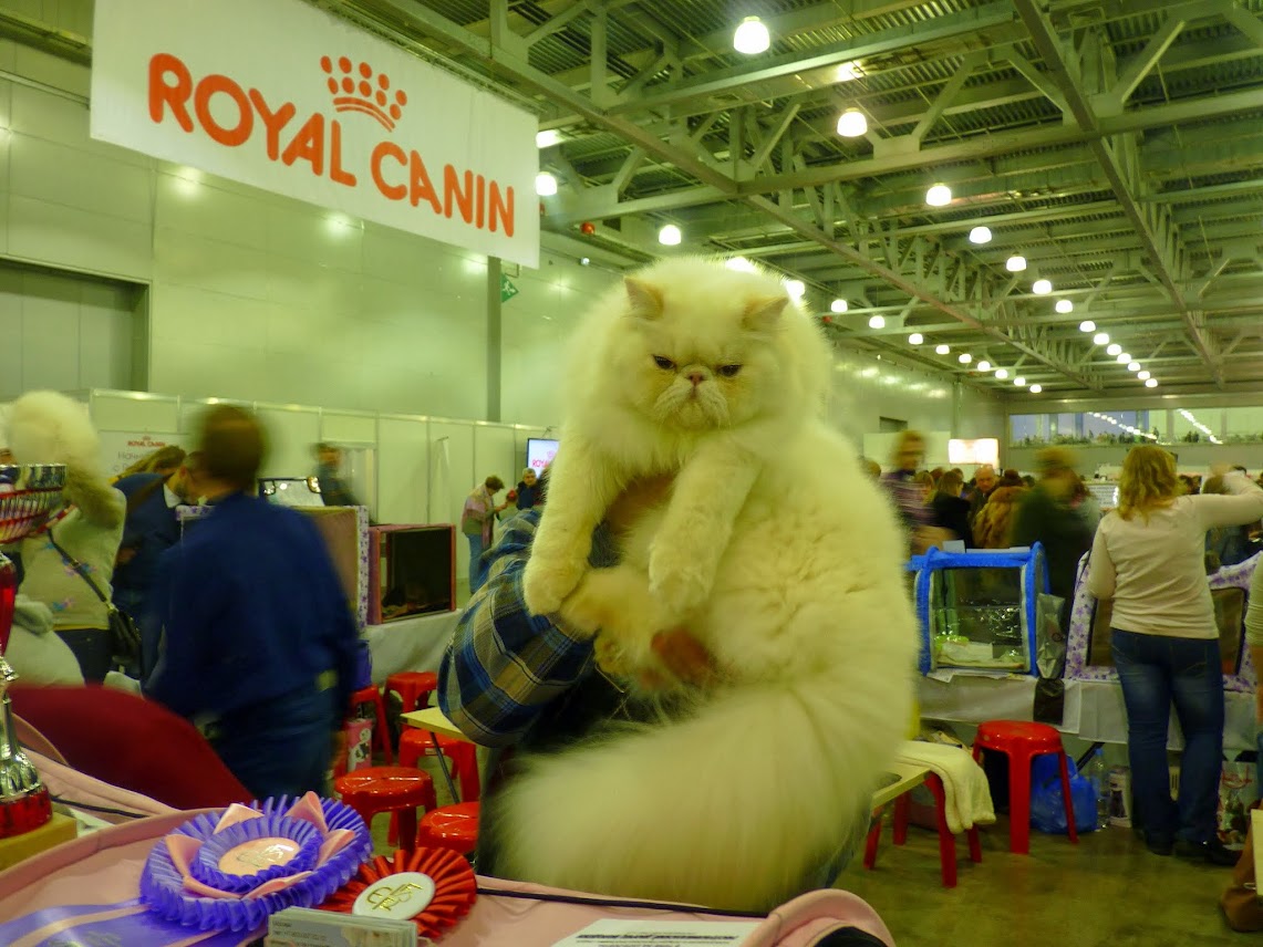 Крокус экспо выставка кошек. Выставка котов. Кот на Ярмарке. Кошка с крокусами.
