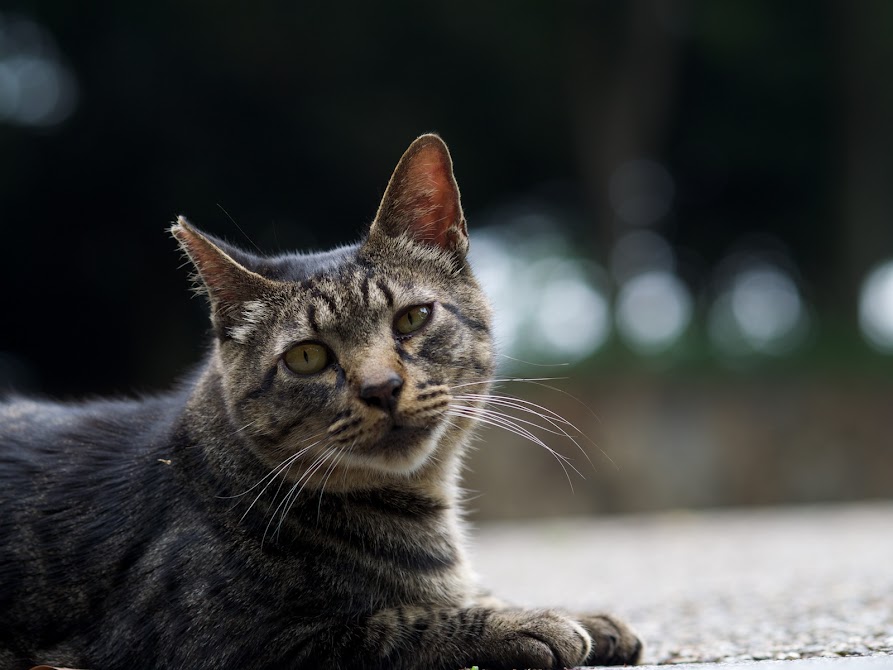 猫