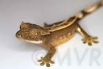 Sacagawea - Unsexed *full* pinstripe crested gecko from moonvalleyreptiles.com