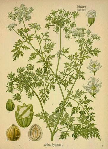 More About Parsley