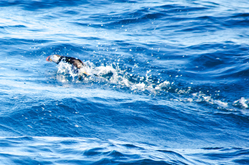 A puffin takes off from the Arctic Ocean