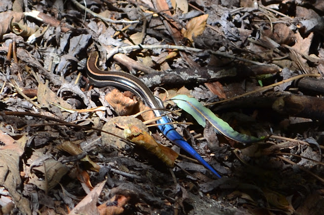 bright blue tail of a juvenile skink, and the rest of it too