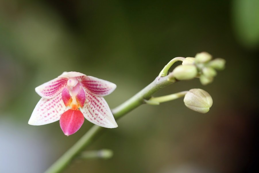 Phalaenopsis Little Sister IMG_1358