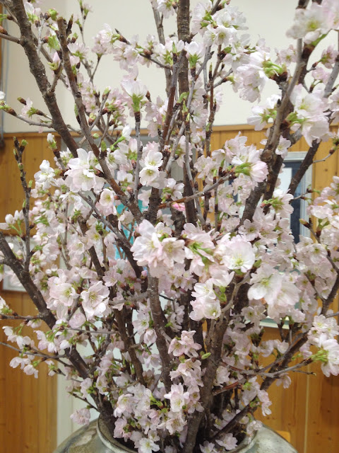 Close-up of blooming sakura