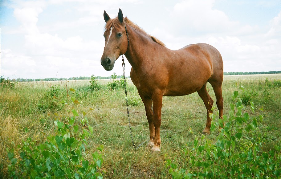 Просто лошадки. Лошадь простая. Просто лошади. Простые обычные лошади. Лёгкие лошади фото.