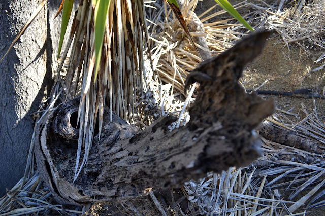 the woody portion of a yucca