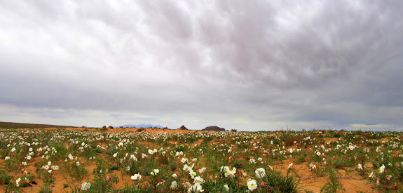 Primrose blooms across the San Rafael Desert, with the Henry Mountains and Gilson Buttes on the horizon