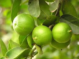Klasifikasi Tumbuhan Jeruk  Nipis Citrus aurantifolia 