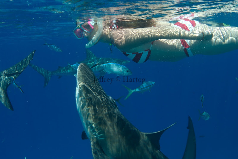 800px x 535px - Bikini babes and chummed sharks... Nat Geo's version of ...