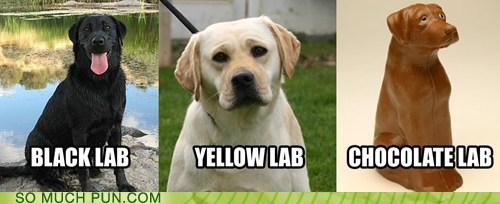 photos of different lab dogs yellow lab,black lab...