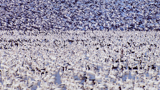 Snow Geese, Klamath Basin National Wildlife Refuge, California.jpg