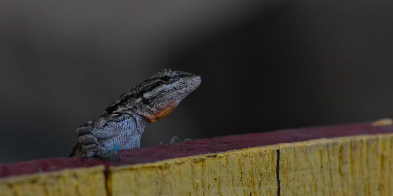 DSC_5952.JPG