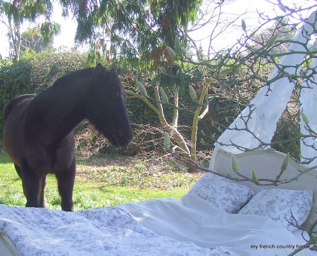 pony standing in front of the bed in the garden