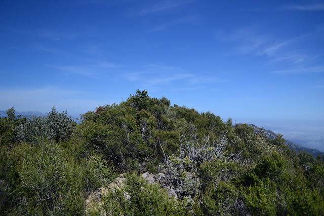 vegetation obscurred view of the eastward range