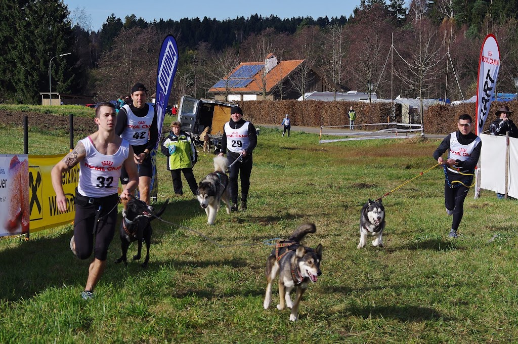 Schlittenhunde-Wagenrennen Reingers 2012 IMGP7461