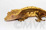 Lemon Party - AC Reptiles C2 lines 99% pinstripe adult male crested gecko from moonvalleyreptiles.com