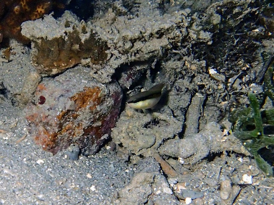 Pseudochromis perspicillatus (Blackstripe Dottyback),Chindonan Island, Palawan. Philippines.