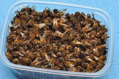Пчелиный подмор польза